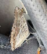 Image of Silver Demon Charaxes