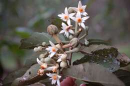 Imagem de Mortoniodendron ocotense Ishiki & T. Wendt