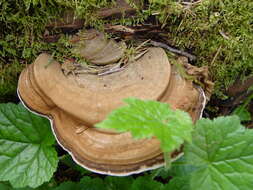 Image of Ganoderma applanatum