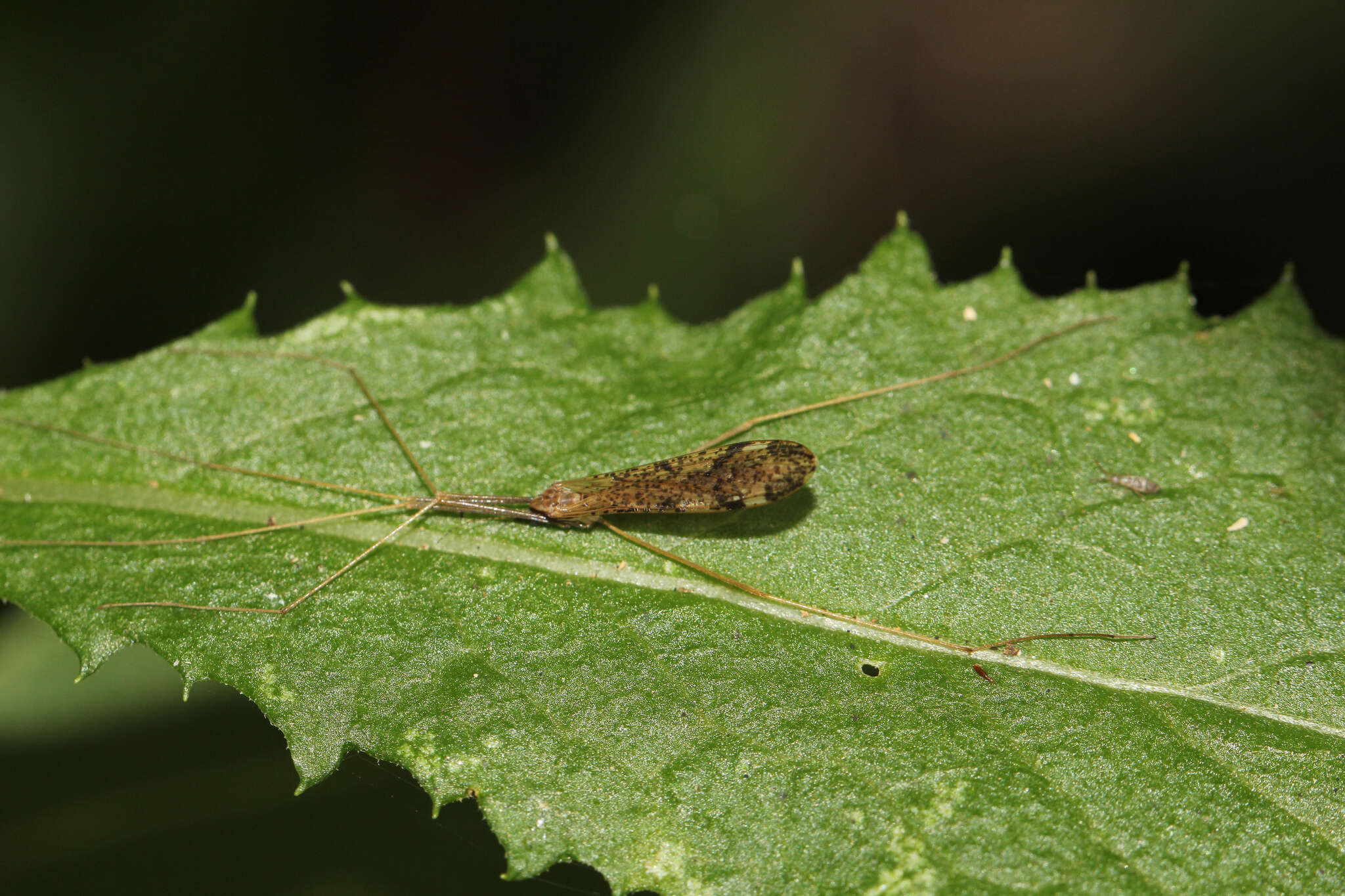 Image of Austrolimnophila (Austrolimnophila) antiqua (Skuse 1890)