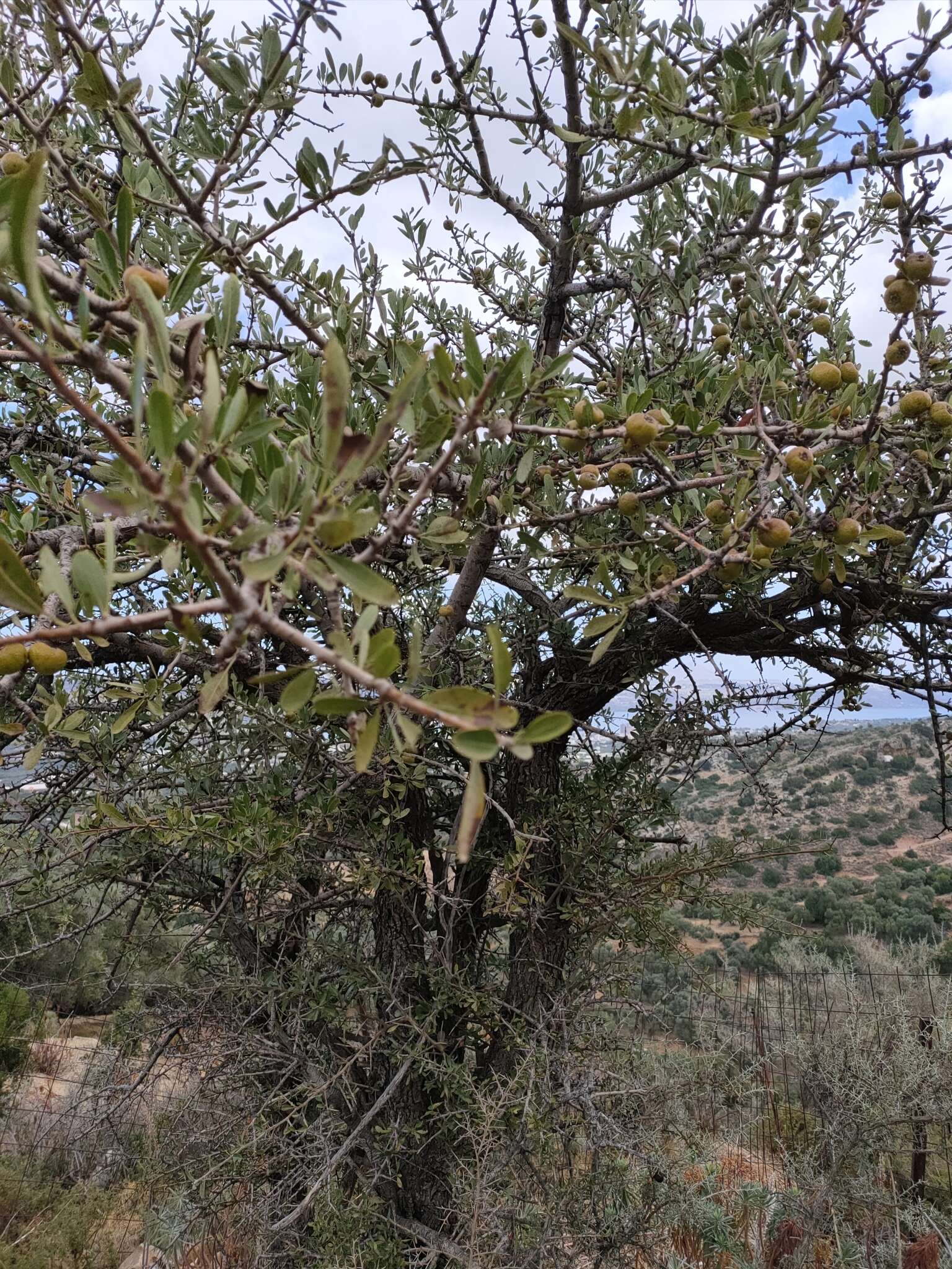 Plancia ëd Pyrus spinosa Forsk.