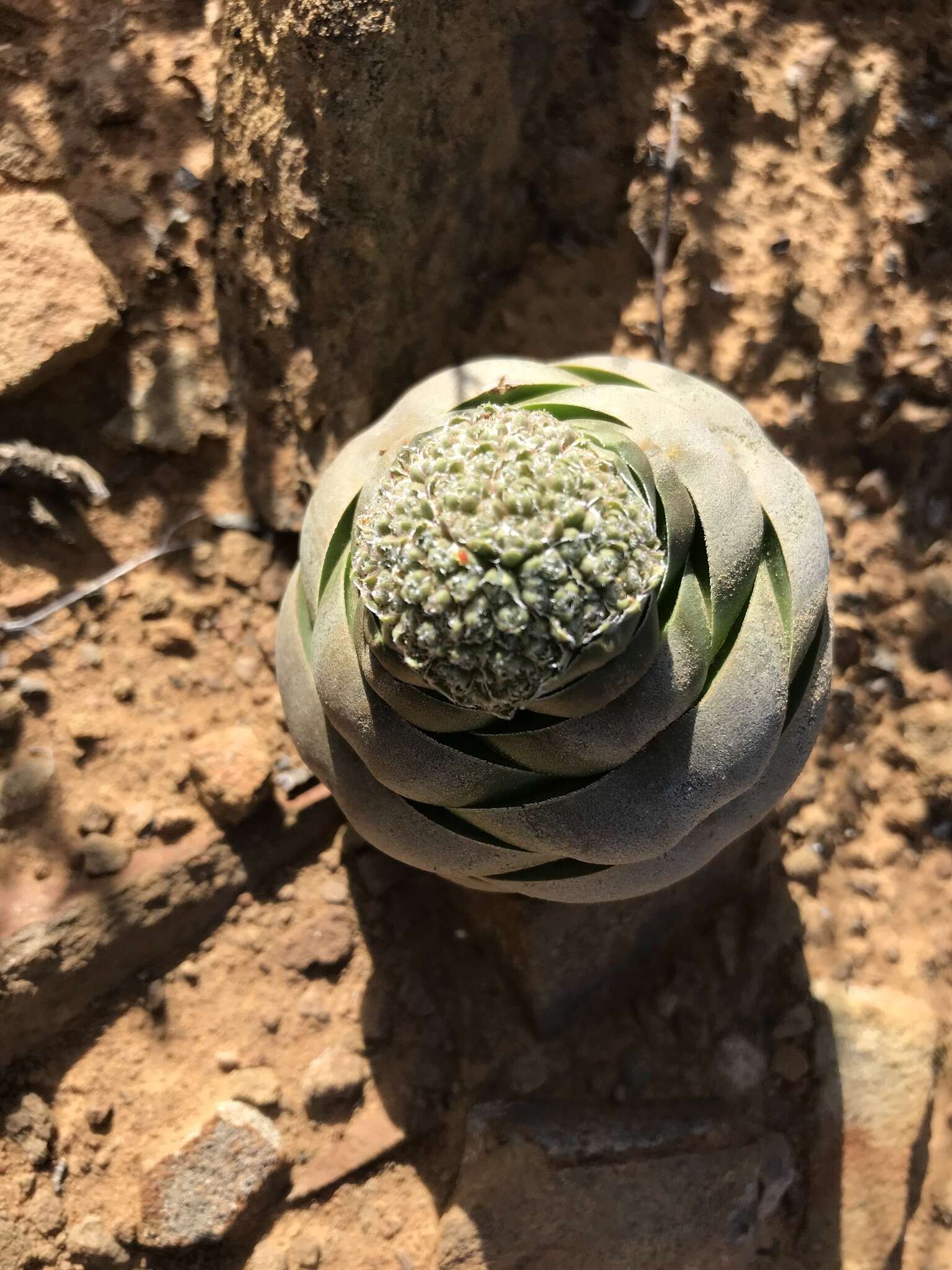 Слика од Crassula columnaris Thunb.