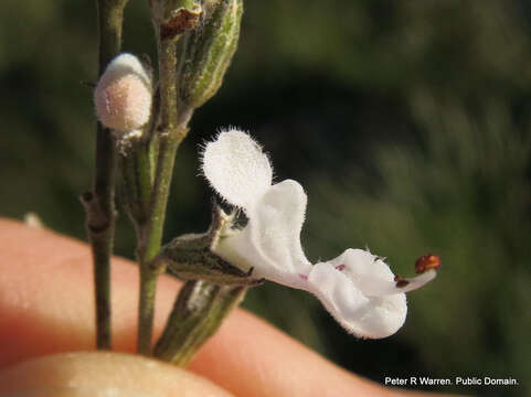 Слика од Syncolostemon parviflorus E. Mey. ex Benth.