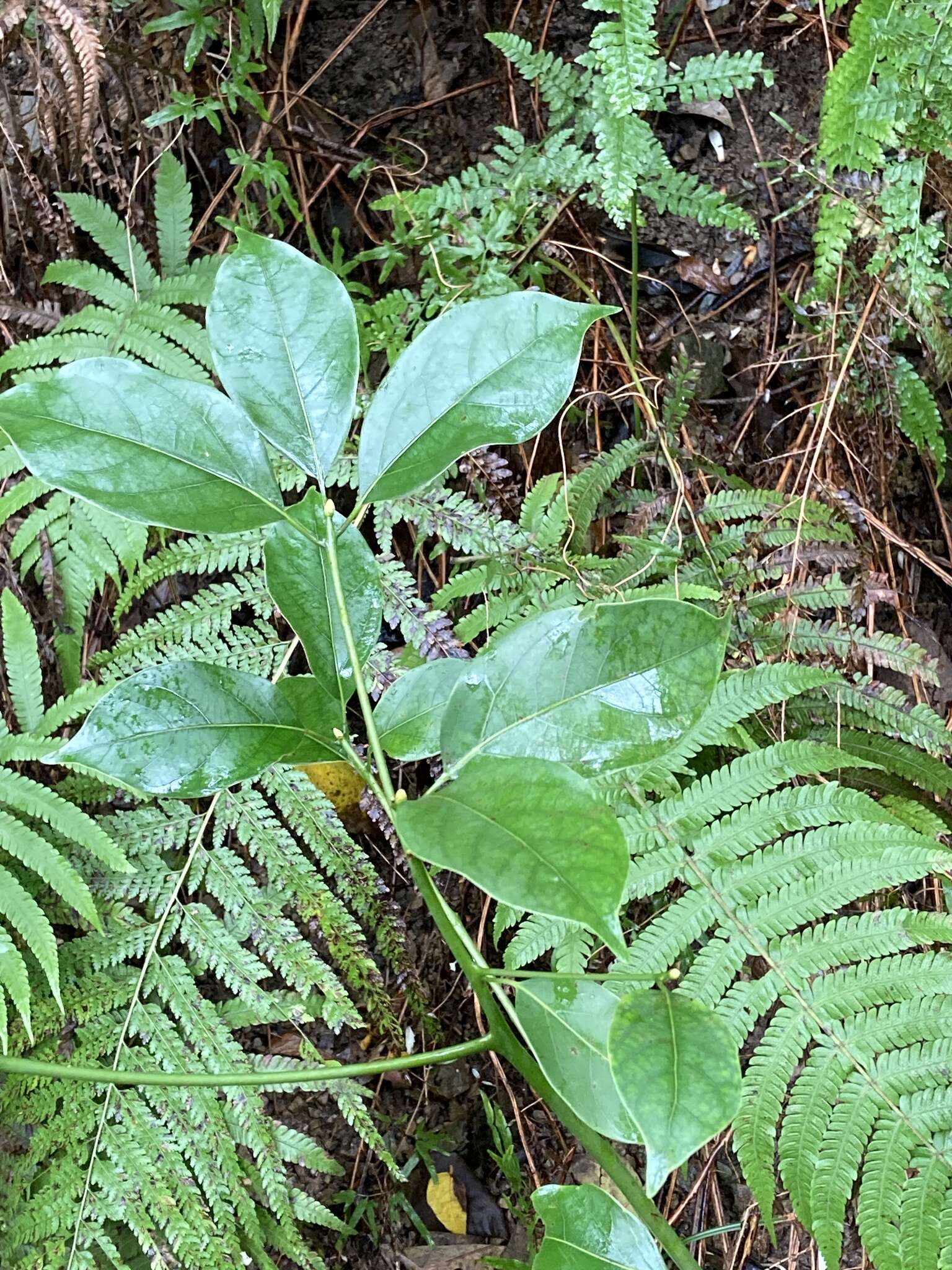 Imagem de Cinnamomum micranthum (Hayata) Hayata