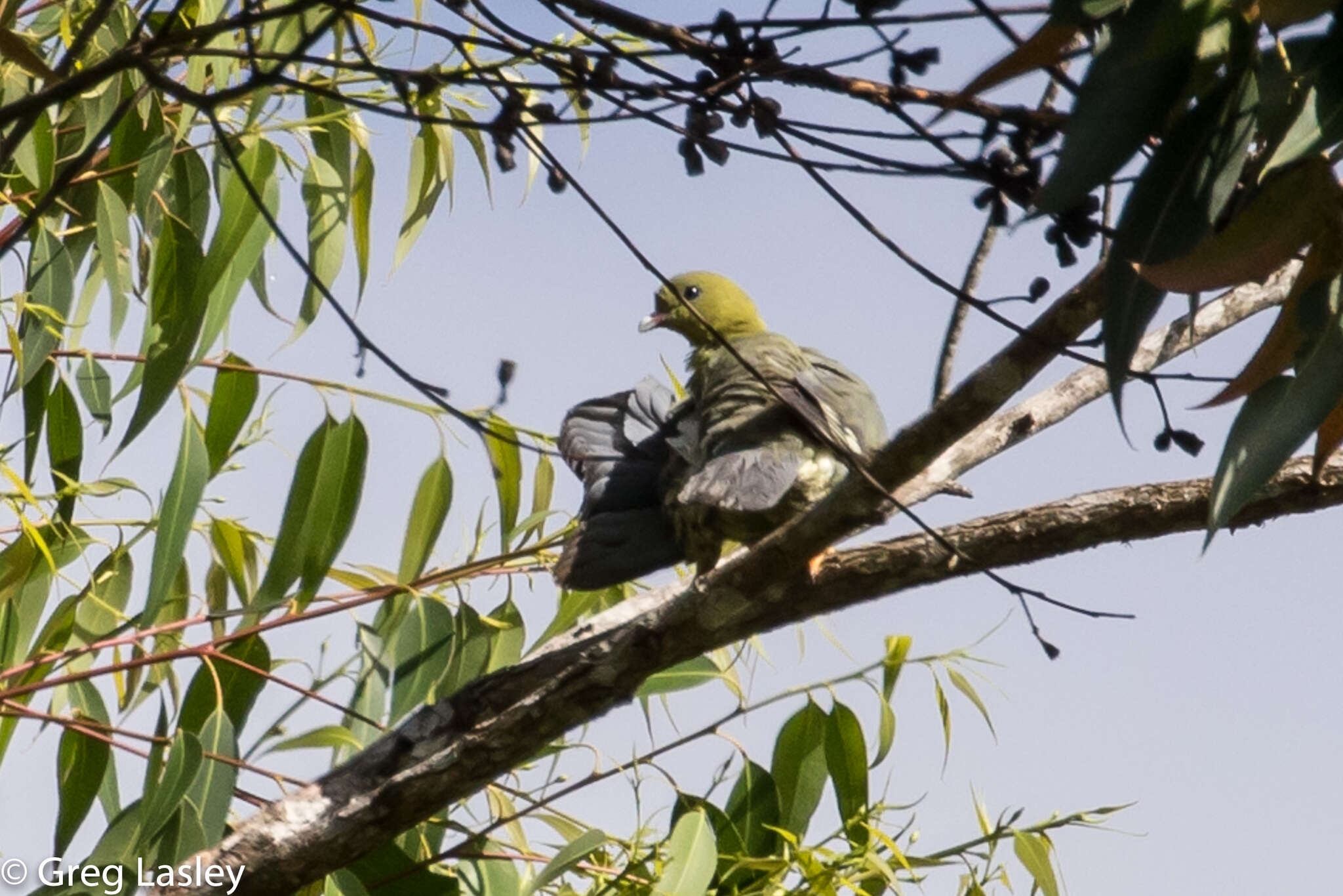 صورة Treron australis (Linnaeus 1771)