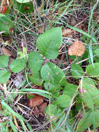 Image of western poison ivy