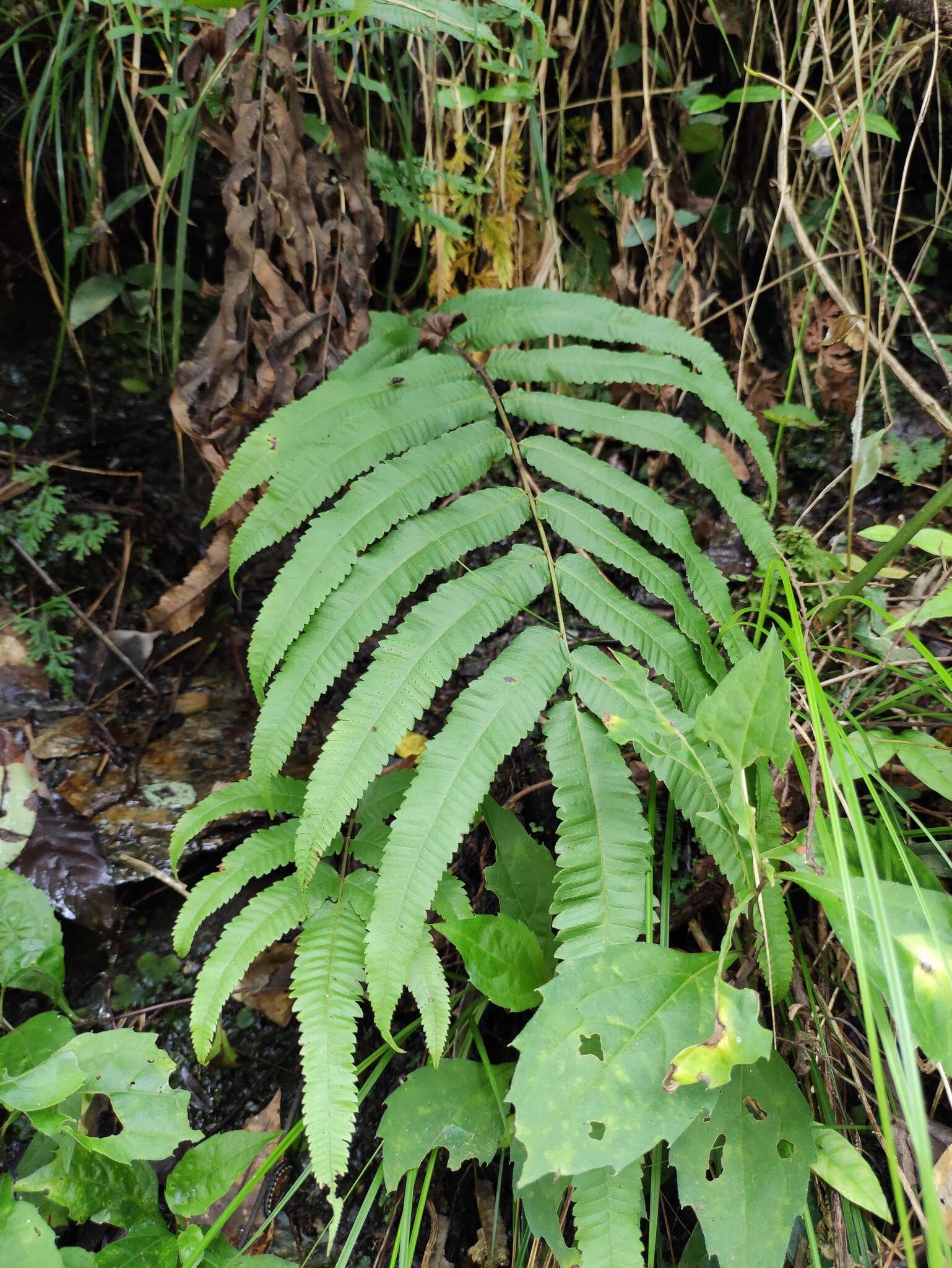 Image of Menisciopsis penangiana (Hook.) S. E. Fawc. & A. R. Sm.