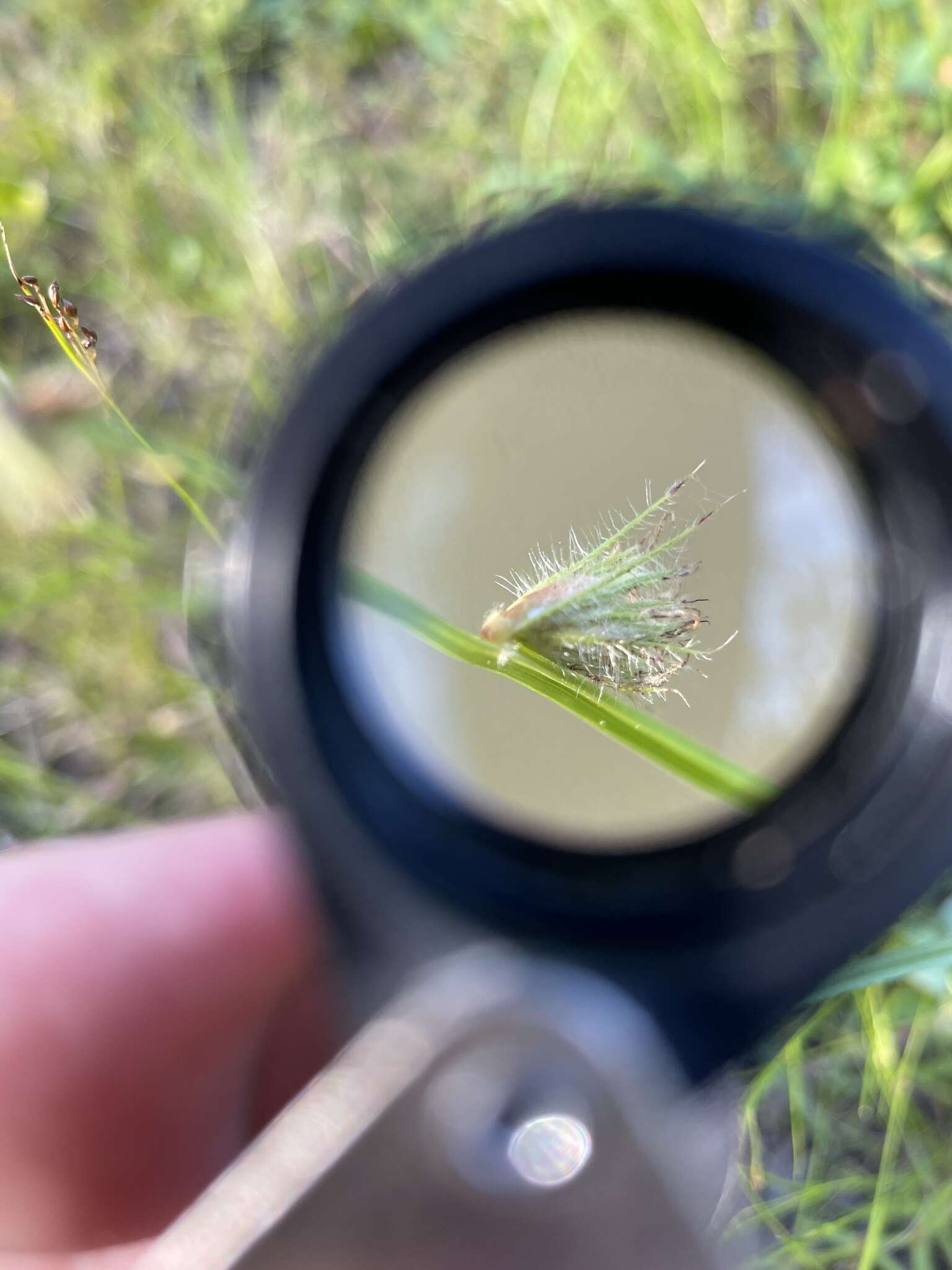 Image of River-Swamp Nut-Rush