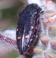 Image de Acmaeodera vandykei Fall 1899