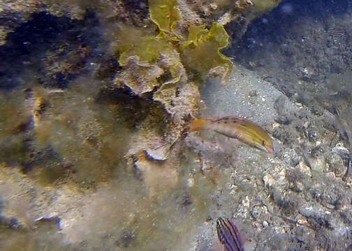 Image of Gunther's wrasse