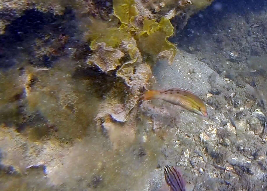 Image of Gunther's wrasse