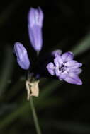 صورة Triteleia grandiflora Lindl.