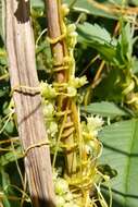 Image of smartweed dodder