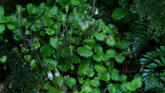 Image of Jovellana repens (Hook. fil.) Kränzl.