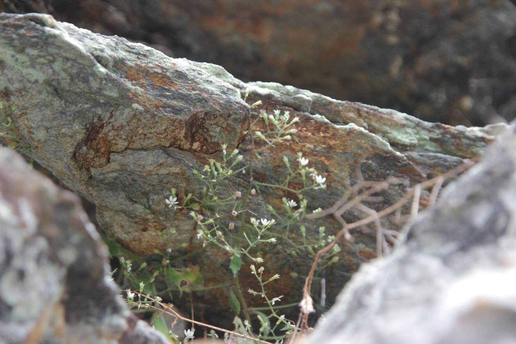 Imagem de Micranthes clusii (Gouan) Fern. Prieto, Vázquez, Vallines & Cires