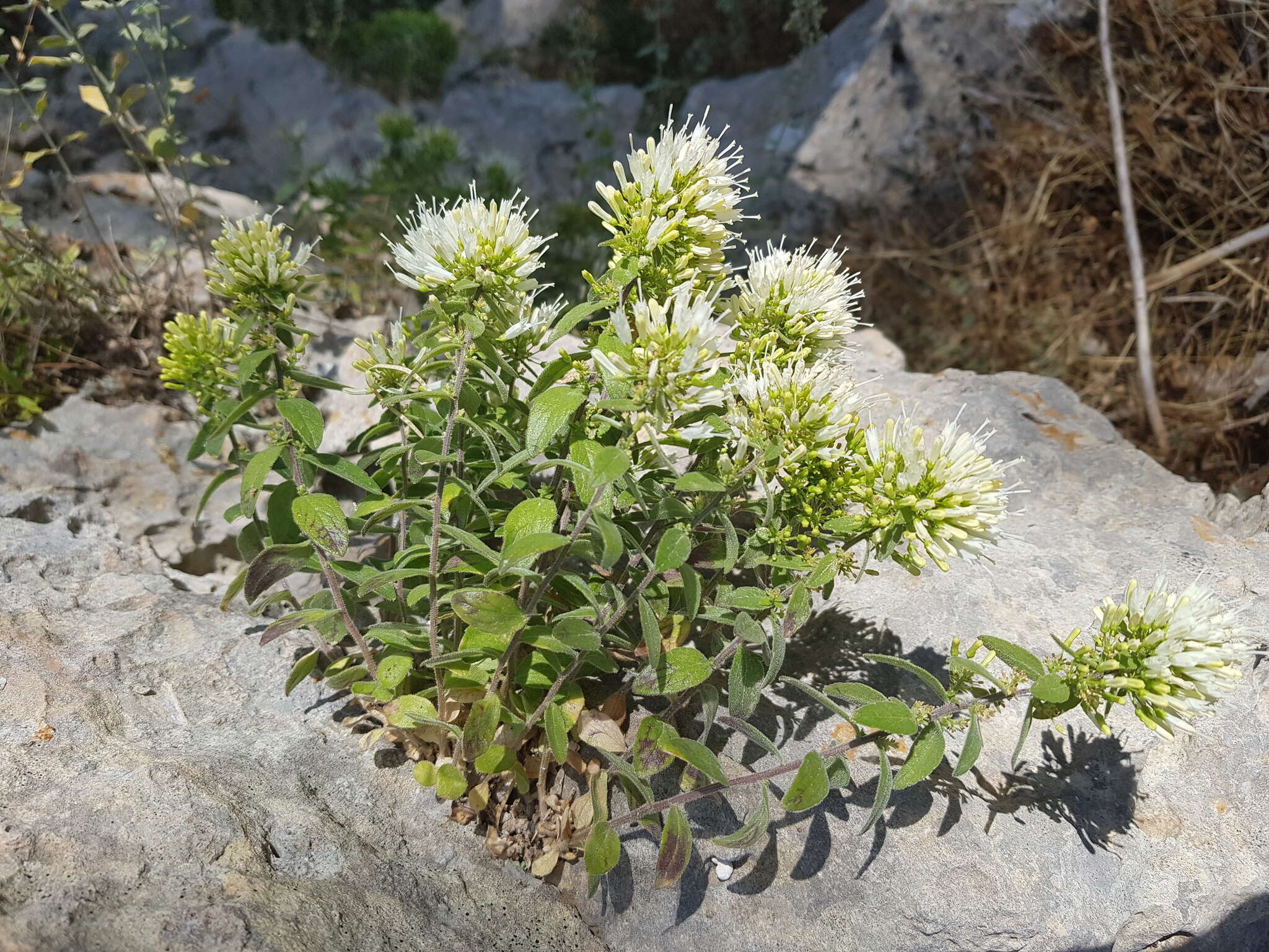 Imagem de Campanula buseri Damboldt