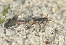 Image of Rove beetle