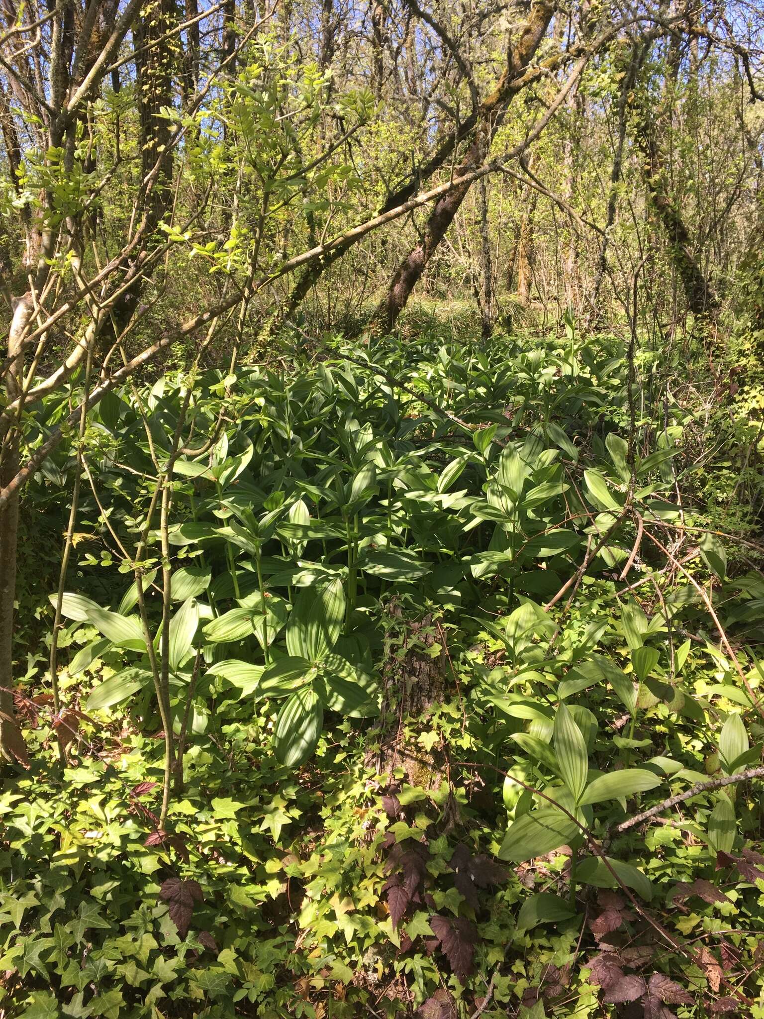 صورة Veratrum californicum var. caudatum (A. Heller) C. L. Hitchc.