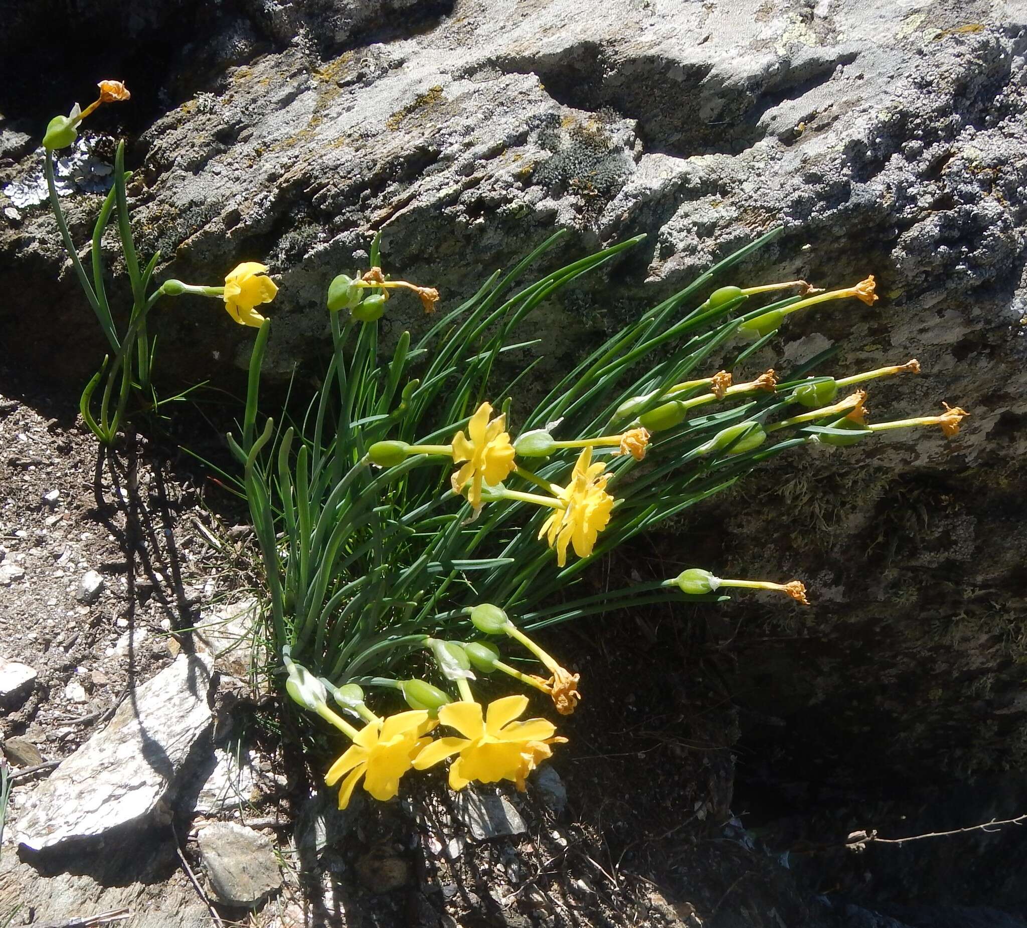 Image of Narcissus rupicola Dufour