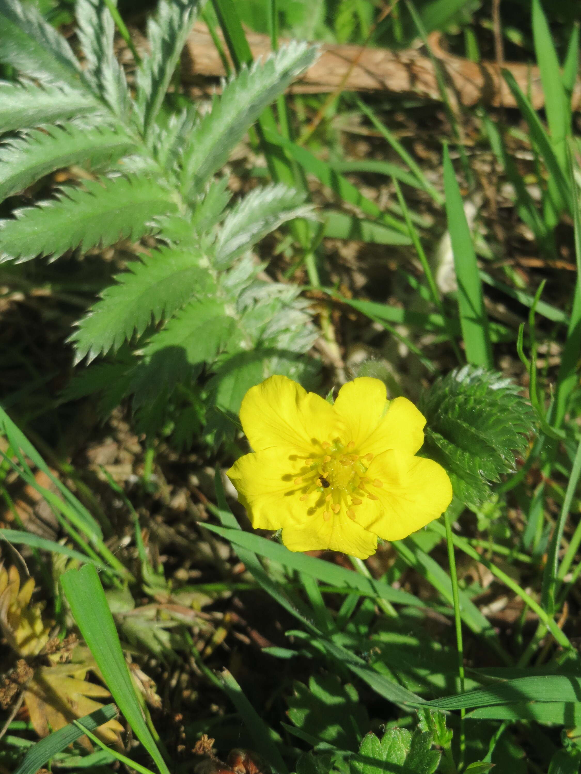 Image of silverweed cinquefoil