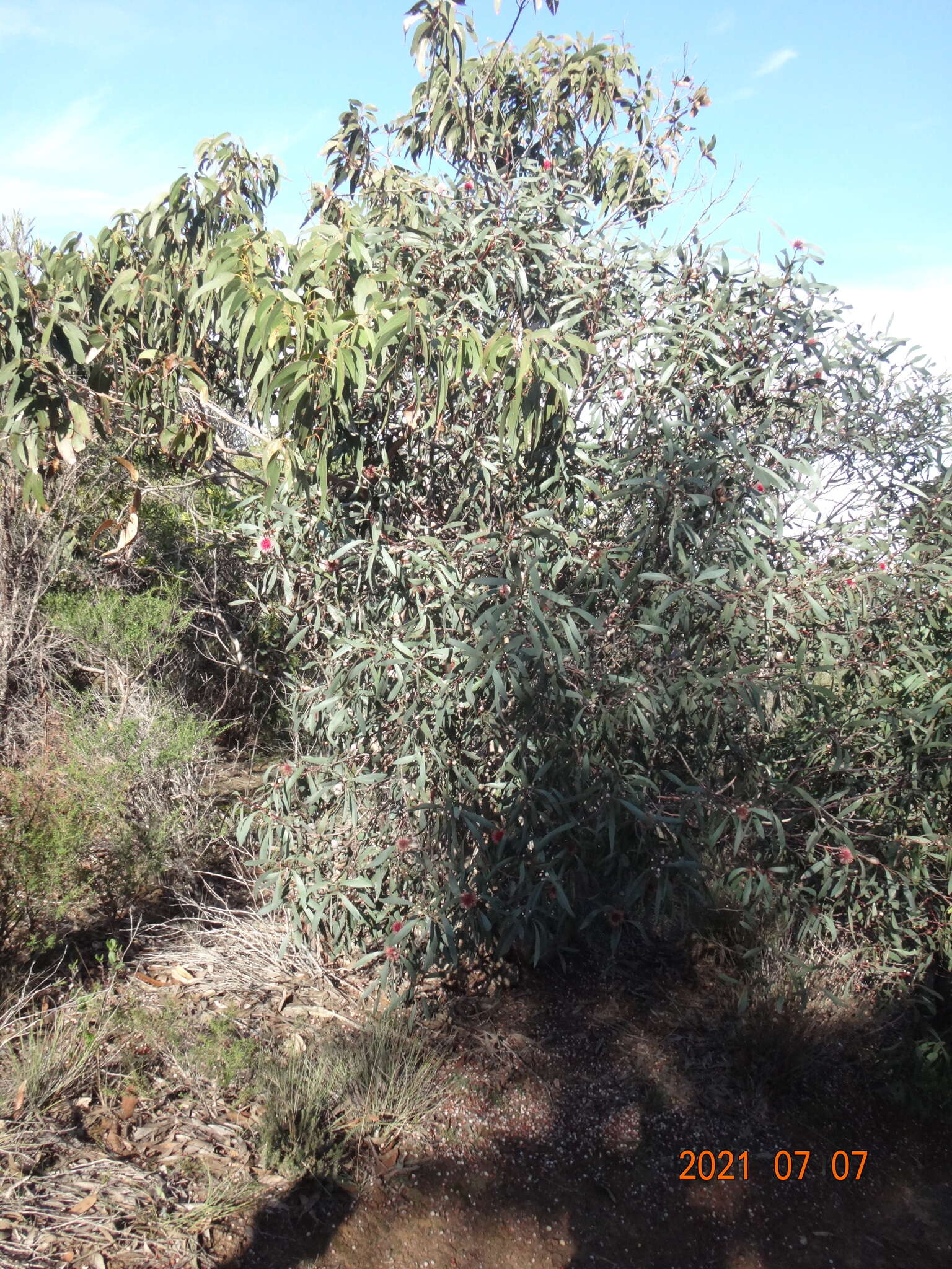 Image of Pincushion hakea