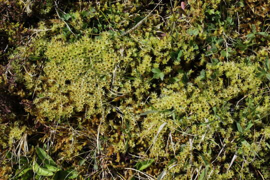 Image of aulacomnium moss