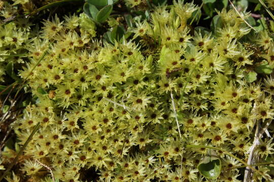 Image of aulacomnium moss