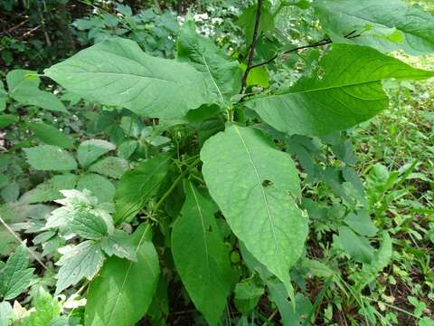 Triosteum aurantiacum E. P. Bickn. resmi