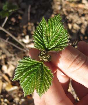 Imagem de Viburnum acerifolium L.