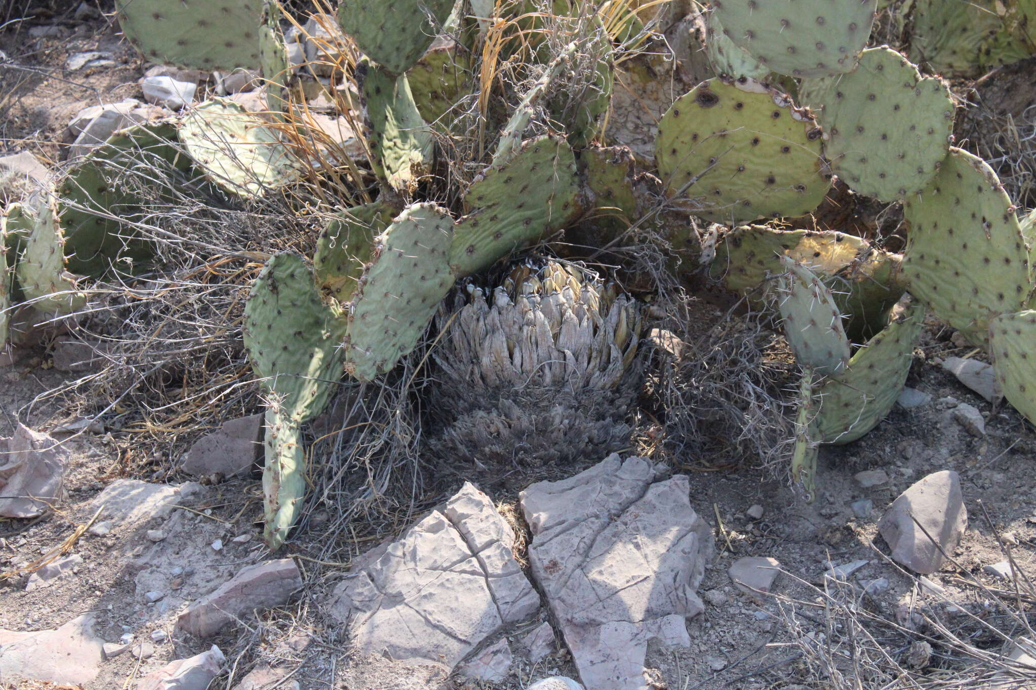 صورة Agave victoriae-reginae subsp. swobodae Halda