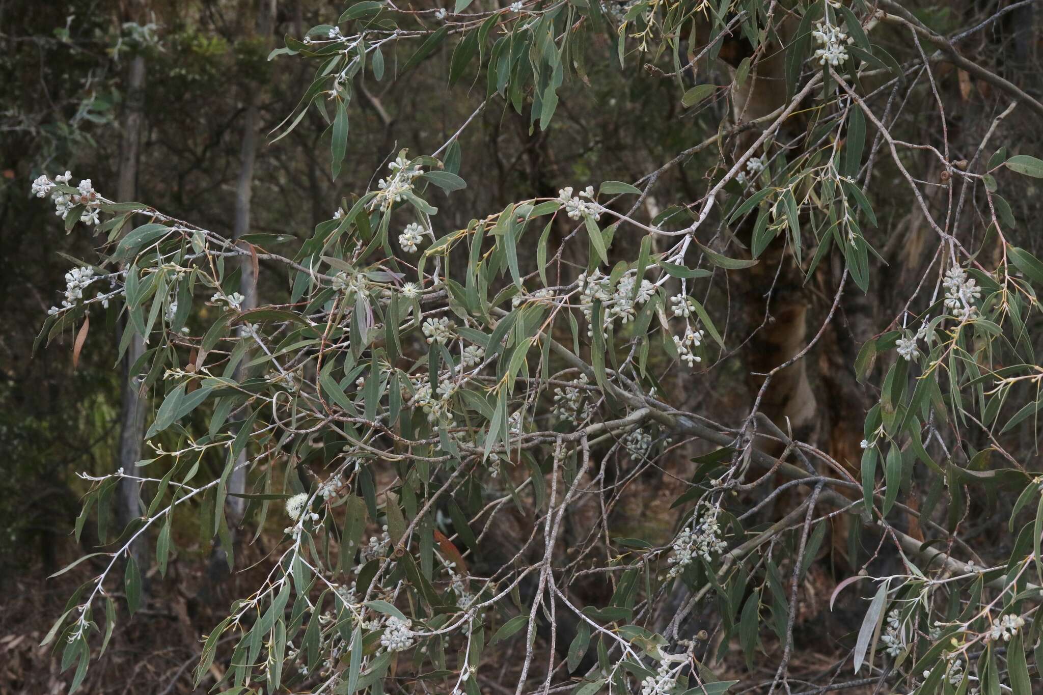 Image of Eucalyptus tenuiramis Miq.