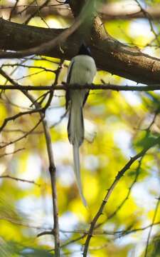 Image of Madagascar Paradise Flycatcher