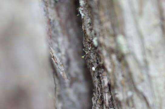 Image of needle lichen