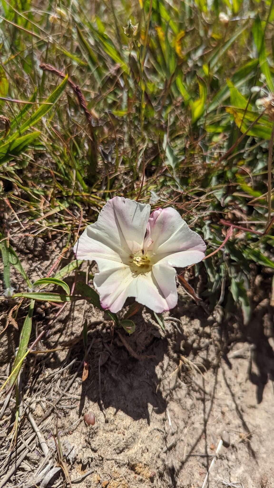 Image de Calystegia subacaulis subsp. episcopalis R. K. Brummitt