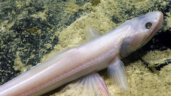 Image of deep-sea lizardfishes