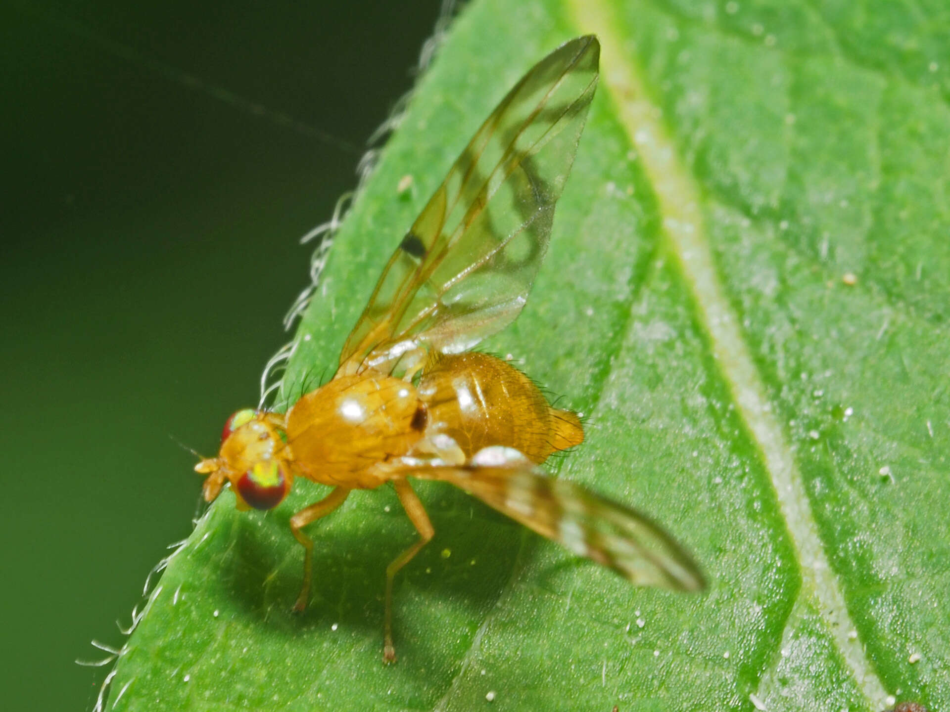 Image de Myoleja lucida (Fallen 1826)