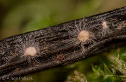 Volutella ciliata (Alb. & Schwein.) Fr. 1832 resmi