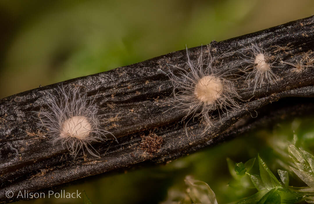 Volutella ciliata (Alb. & Schwein.) Fr. 1832 resmi