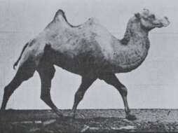 Image of Bactrian camel