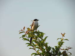 Image of Fork-tailed Flycatcher