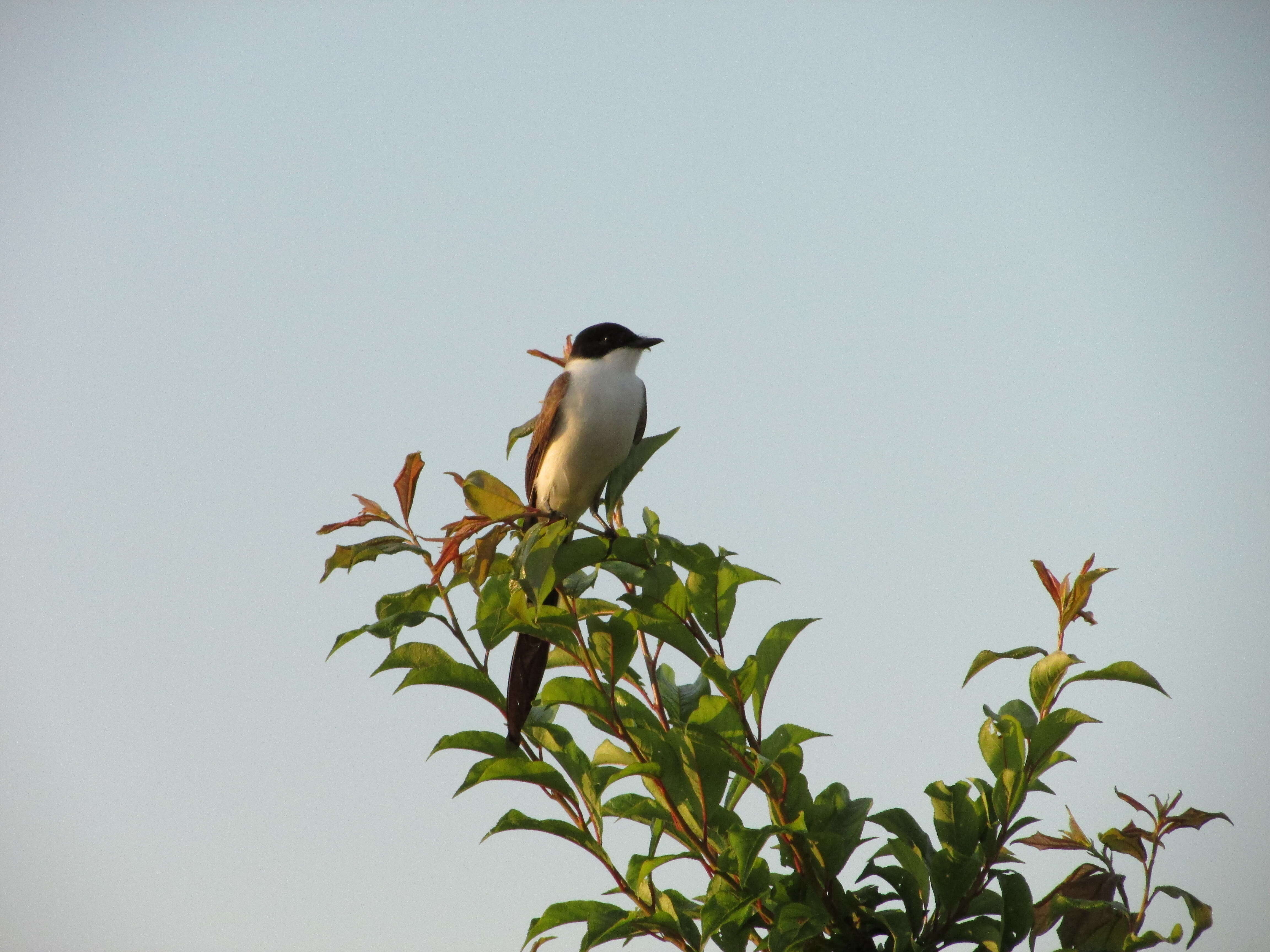 Image of Fork-tailed Flycatcher