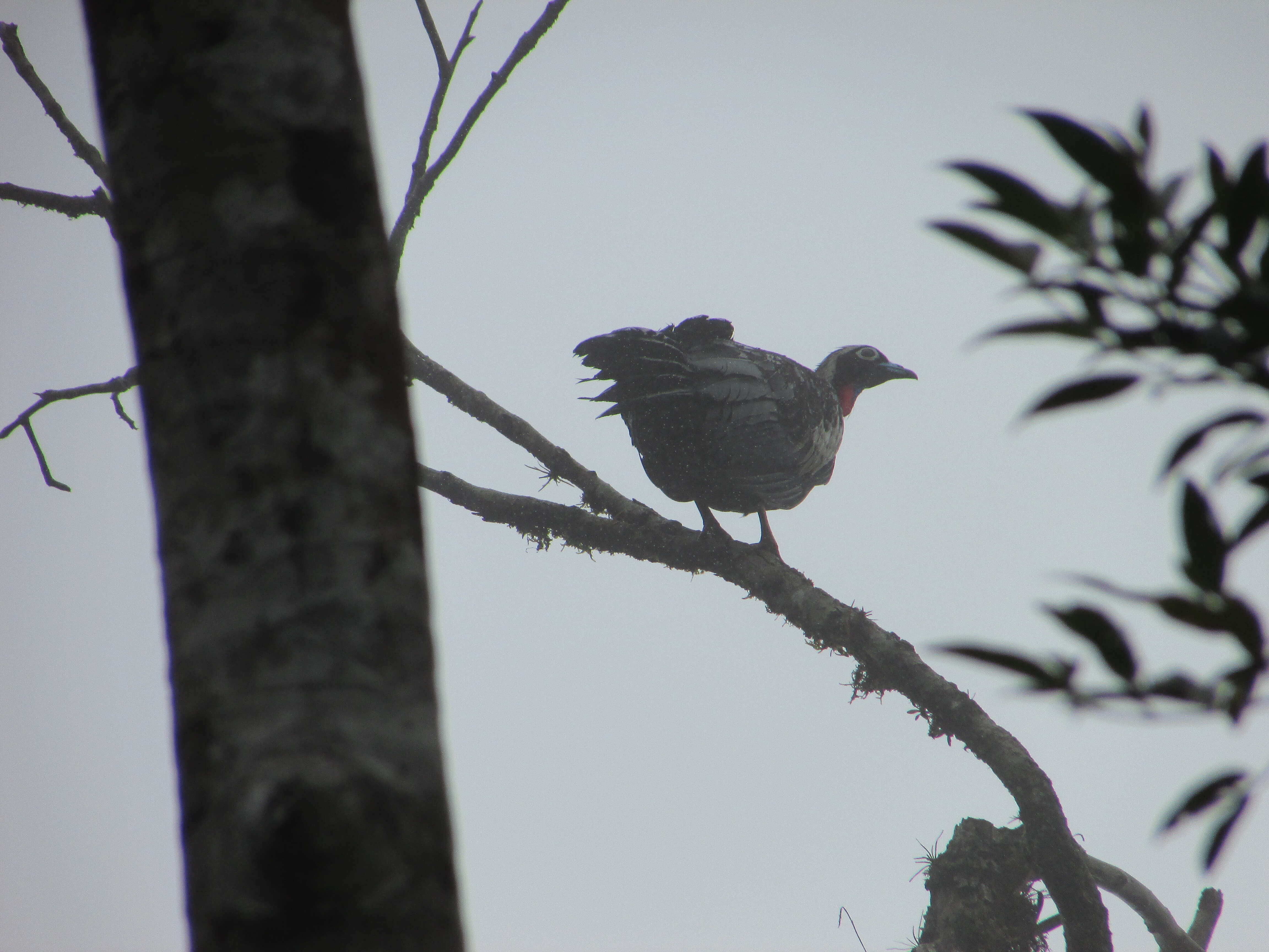 Image of Black Fronted Curassow