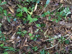 Image of barbed rattlesnakeroot