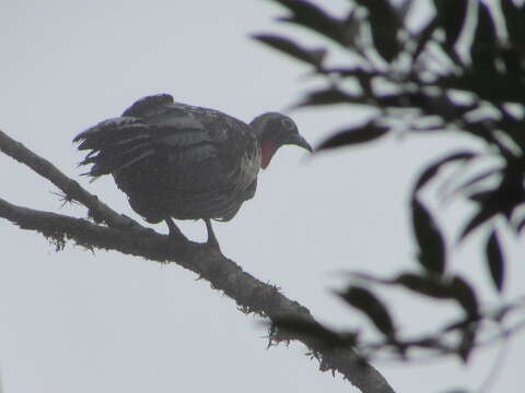 Image of Black Fronted Curassow