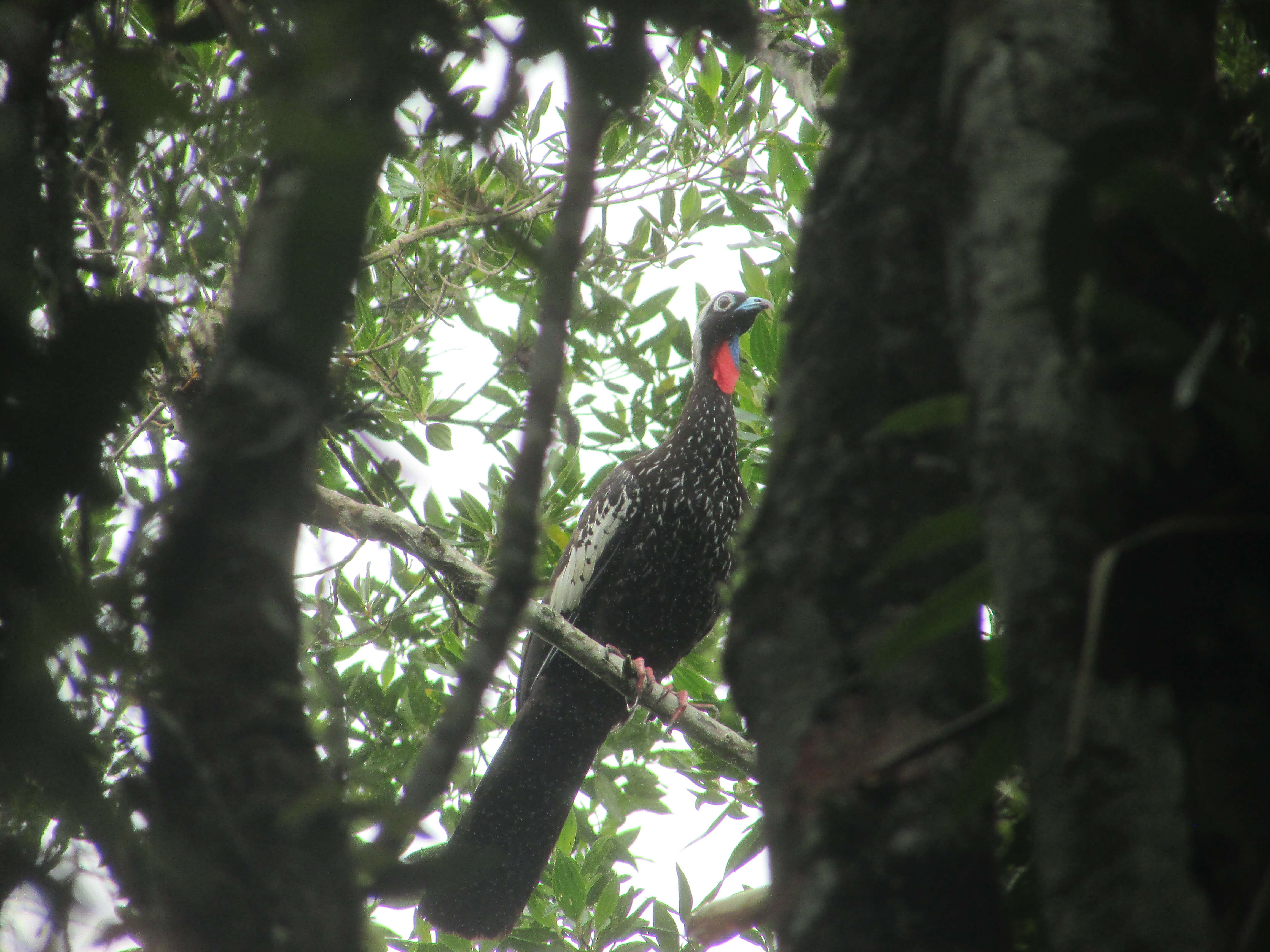 Image of Black Fronted Curassow