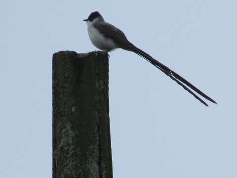 Image of Fork-tailed Flycatcher