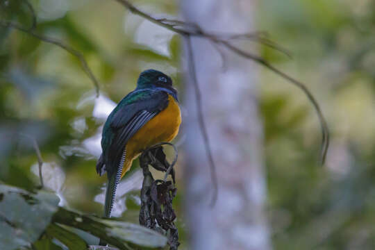 Слика од Trogon rufus chrysochloros Pelzeln 1856