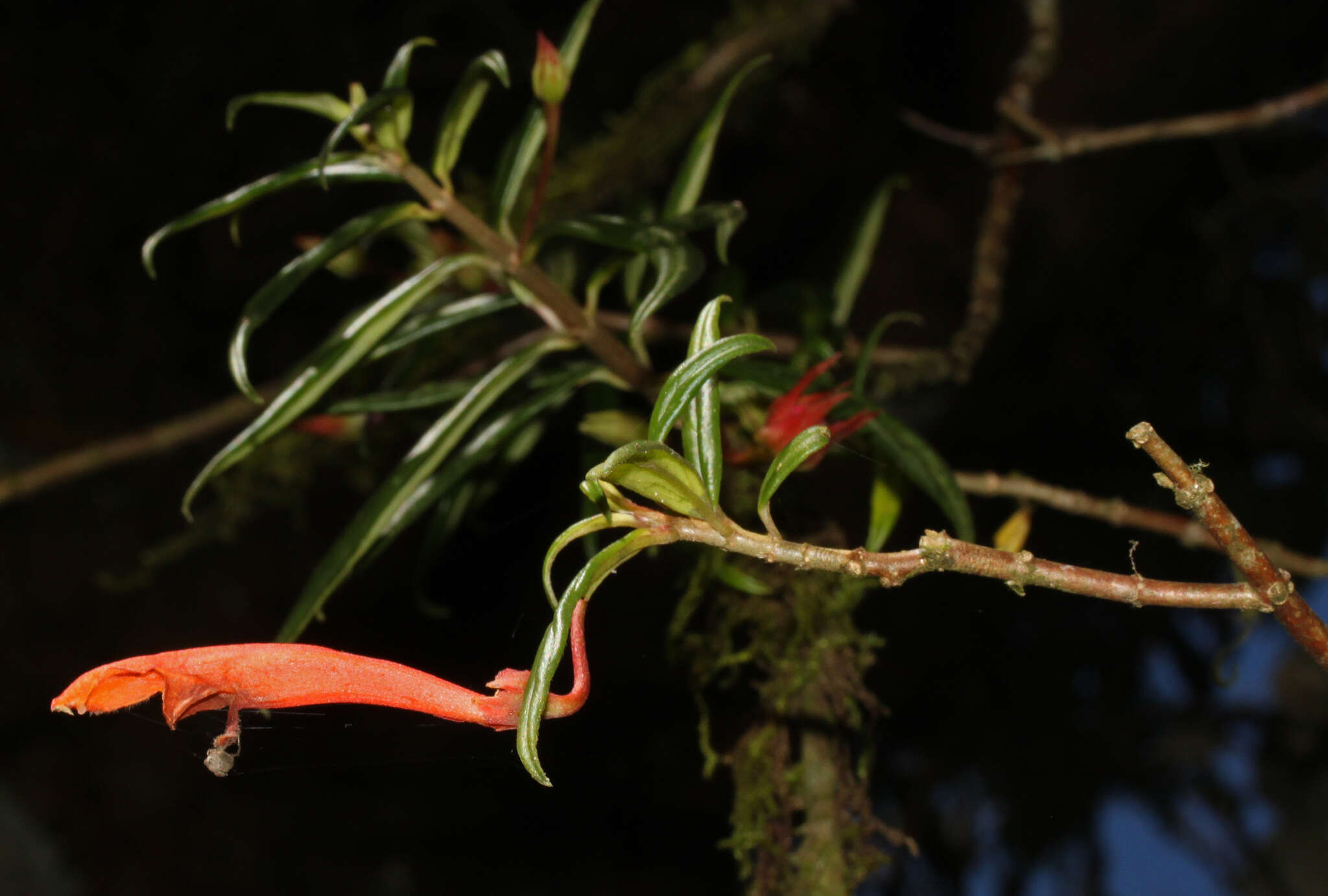 Image de Columnea rubricaulis Standl.