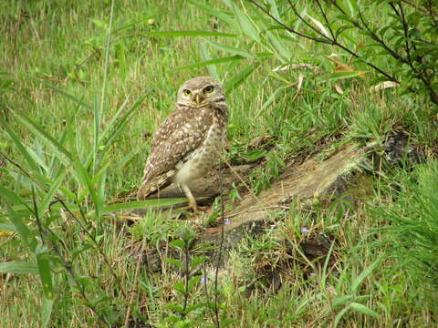 Image of Burrowing Owl