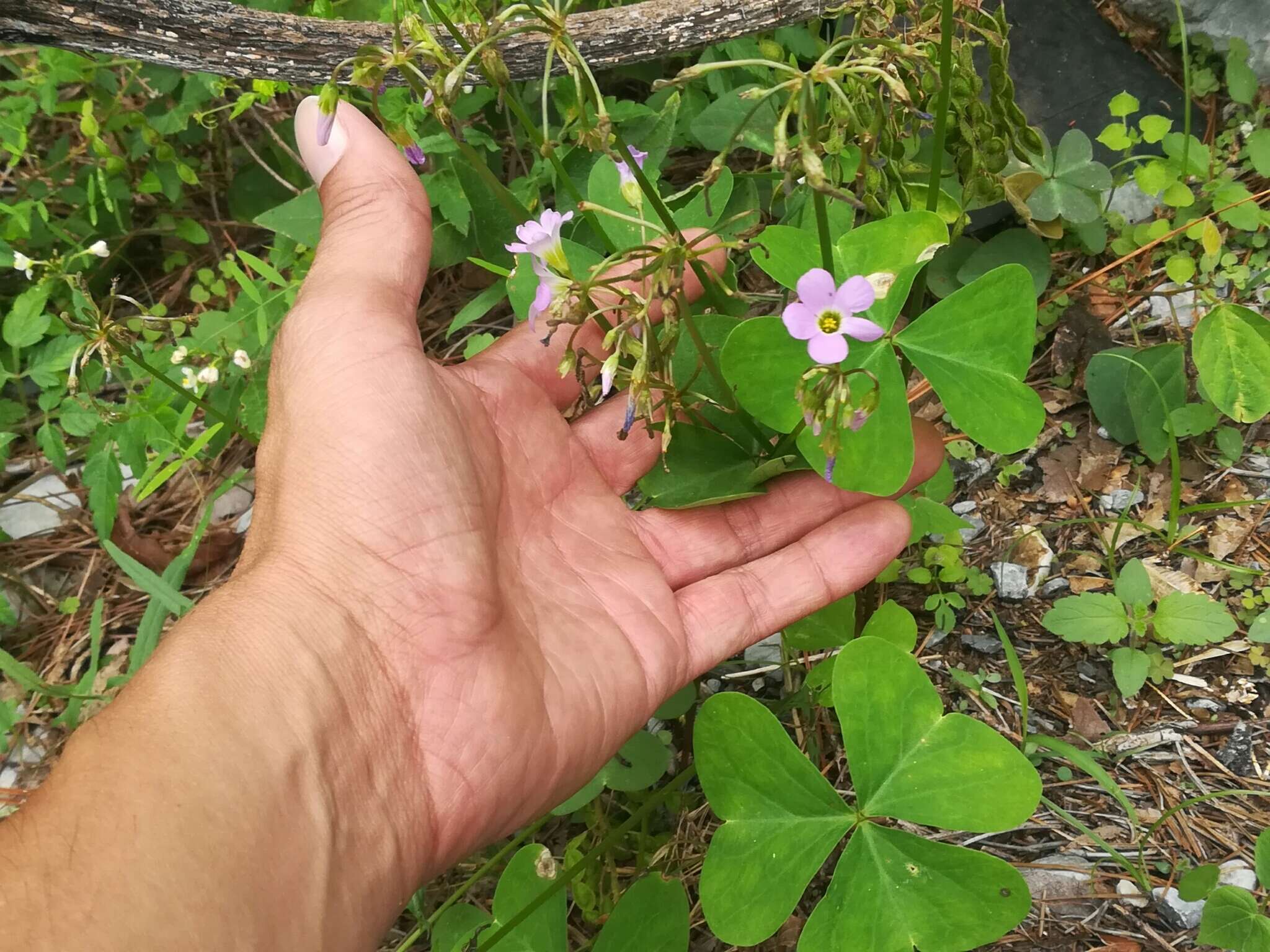 Image of broadleaf woodsorrel